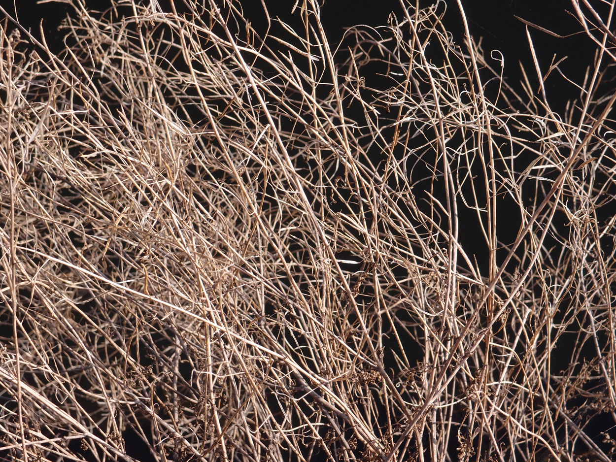 2019-10-14 Spatzen am Heckmannufer (Fieldrecording Video)